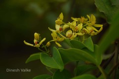 Tristellateia australasiae